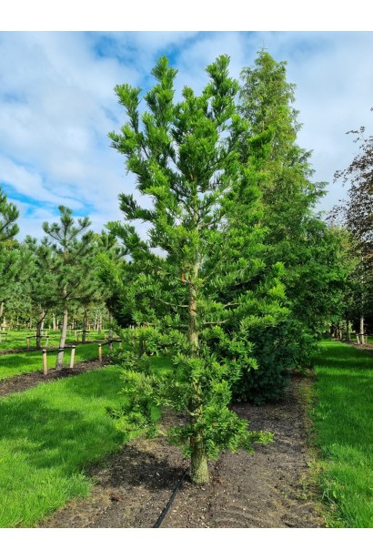 Taxodium distichum Peve Minaret